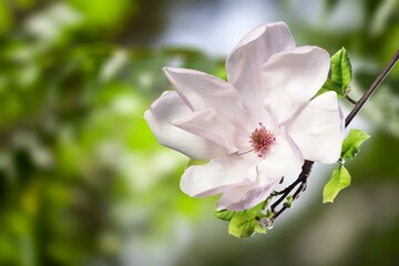 Beautiful fresh Flower Blossom Natural Spring