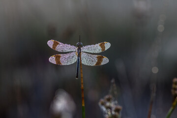 Sympetrum pedemontanum,banded darter,dragonfly in summer