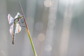 Sympetrum pedemontanum,banded darter,dragonfly in summer