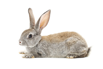 rabbit isolated on white background