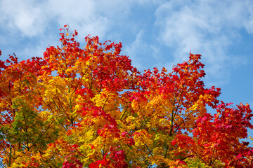 yellow and red foliage of an autumn tree against a blue sky © luchschenF