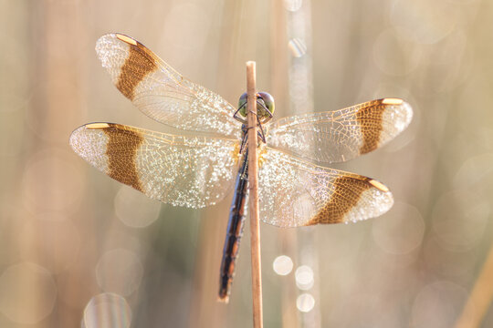  Sympetrum pedemontanum ,banded dragonfly