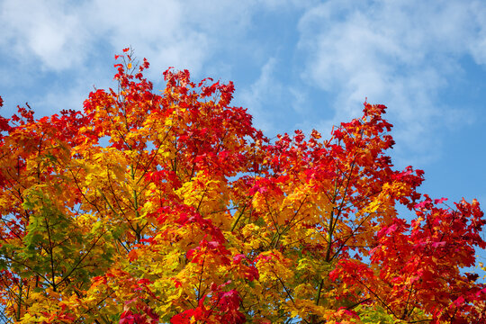 yellow and red foliage of an autumn tree against a blue sky