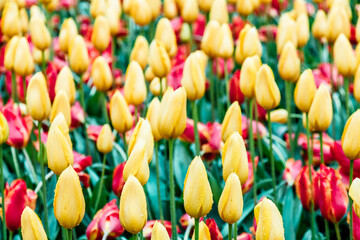 Fototapeta premium Flower bed with yellow and red tulips