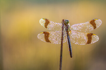Sympetrum pedemontanum,banded darter,dragonfly in summer