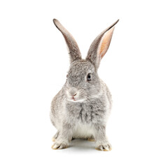 grey  isolated on white background