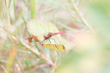 Sympetrum pedemontanum,banded darter,dragonfly in summer