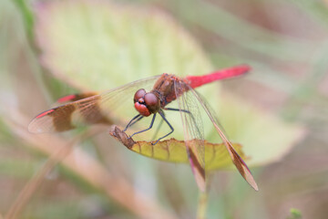 Sympetrum pedemontanum,banded darter,dragonfly in summer