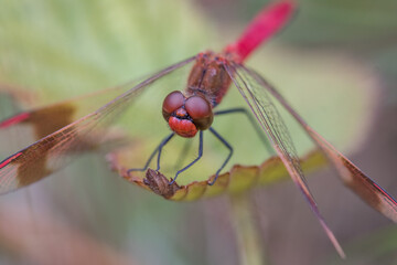 Sympetrum pedemontanum,banded darter,dragonfly in summer