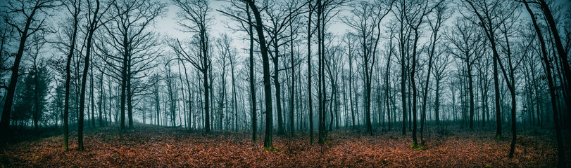 Panorama of bare trees in the autumn forest in cloudy weather
