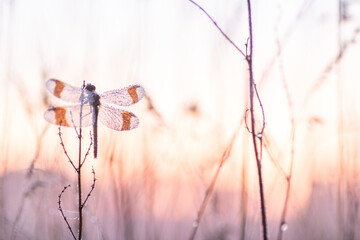 Sympetrum pedemontanum,banded darter,dragonfly in summer