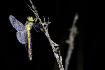 Sympetrum pedemontanum,banded darter,dragonfly in summer