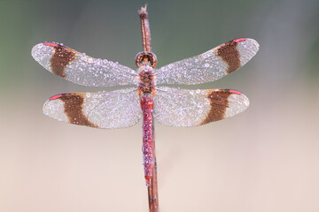 Sympetrum pedemontanum,banded darter,dragonfly in summer