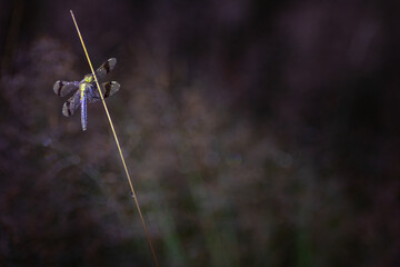 Sympetrum pedemontanum,banded darter,dragonfly in summer
