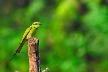 Beautiful Green bee-eater on the branch, in India. 