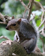 Naklejka na ściany i meble Close Up of a Grey Squirrel in a Tree, The Company's Gardens, Cape Town, South Africa