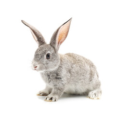 rabbit isolated on white background