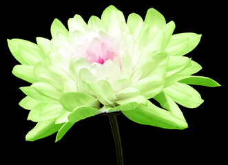 chrysanthemum flower  on black isolated background with clipping path. Closeup. Flower on a green stem. Nature.