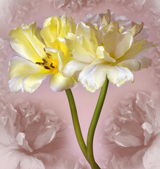 Yellow  tulips flowers  on light pink  background.. Closeup. Nature.
