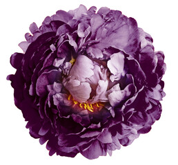 Purple  peony  flower  on white  solated background with clipping path. Closeup. Flower on a green stem. Nature. © nadezhda F