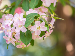 Fresh pink flowers of a blossoming apple tree with blured background
