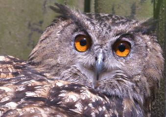 オレンジ色の目が印象的な木兎の顔のアップ