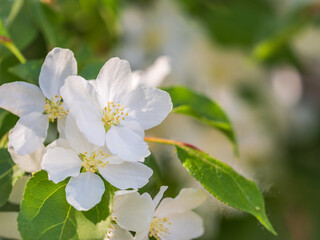 Obraz na płótnie Canvas White blossoming apple trees. White apple tree flowers