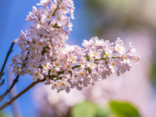Pink Blooming Lilac Flowers in spring with blured background