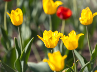 Colorful yellow tulips blossom in spring garden