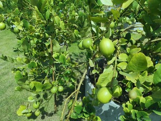 Close up Fresh green lemons tree in the garden with daylight.