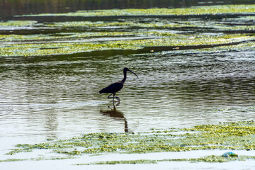 Glossy lbis in the lake