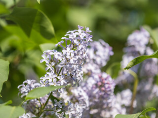 Pink Blooming Lilac Flowers in spring with blured background