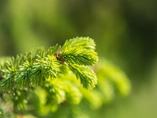 Fir branches with fresh shoots in spring.