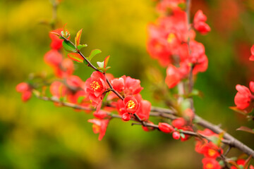 Flowers of Chaenomeles speciosa