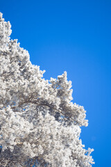 snowy frozen tree sky