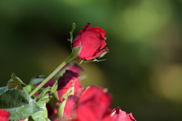 Fototapeta premium red roses blooming in the garden in the morning