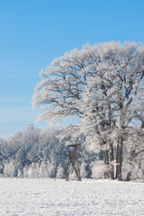 hunting tower hawk bird trees in winter