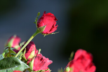 red roses blooming in the garden in the morning