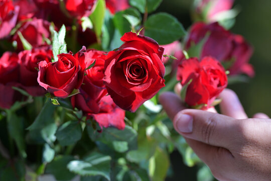 hand plucking red roses in the garden