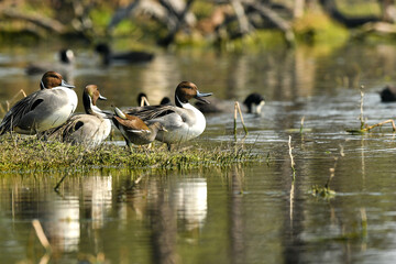 Fototapeta premium Northern pintail or Anas acuta family with reflection in water at keoladeo national park or bharatpur bird sanctuary rajasthan india