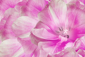 Fototapeta na wymiar Tulips flowers light pink.. Floral background. Close-up. Nature.