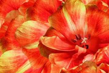 Tulip flower  red.  Floral background.  Close-up. Nature.