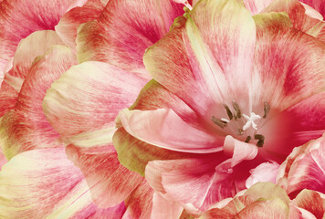 Fototapeta na wymiar Tulip flower. Floral background. Close-up. Nature.