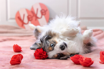 adorable mini aussie with blue eyes lies on pink rug with red roses and valentine's day decor