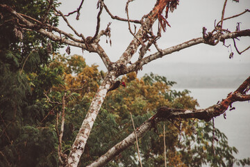 Pajaro Carpintero en el bosque