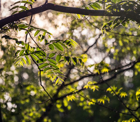 Ash-tree blossoms in springtime. Leaves on sunset