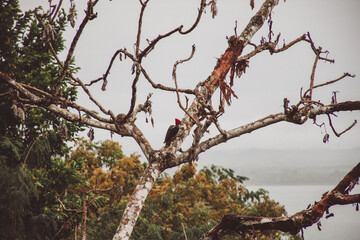 woodpecker in the forest