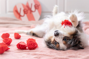 Fototapeta na wymiar sweet mini aussie lies on her back with red roses and pink rug on valentine's day