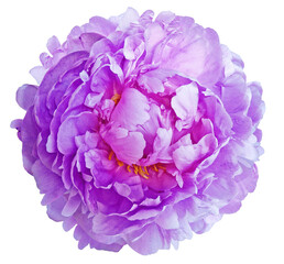 Purple  peony flower  on white isolated background with clipping path. Closeup. For design. Nature.
