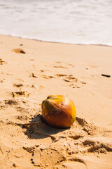 Coconut on the beach against sea with sunshine day.